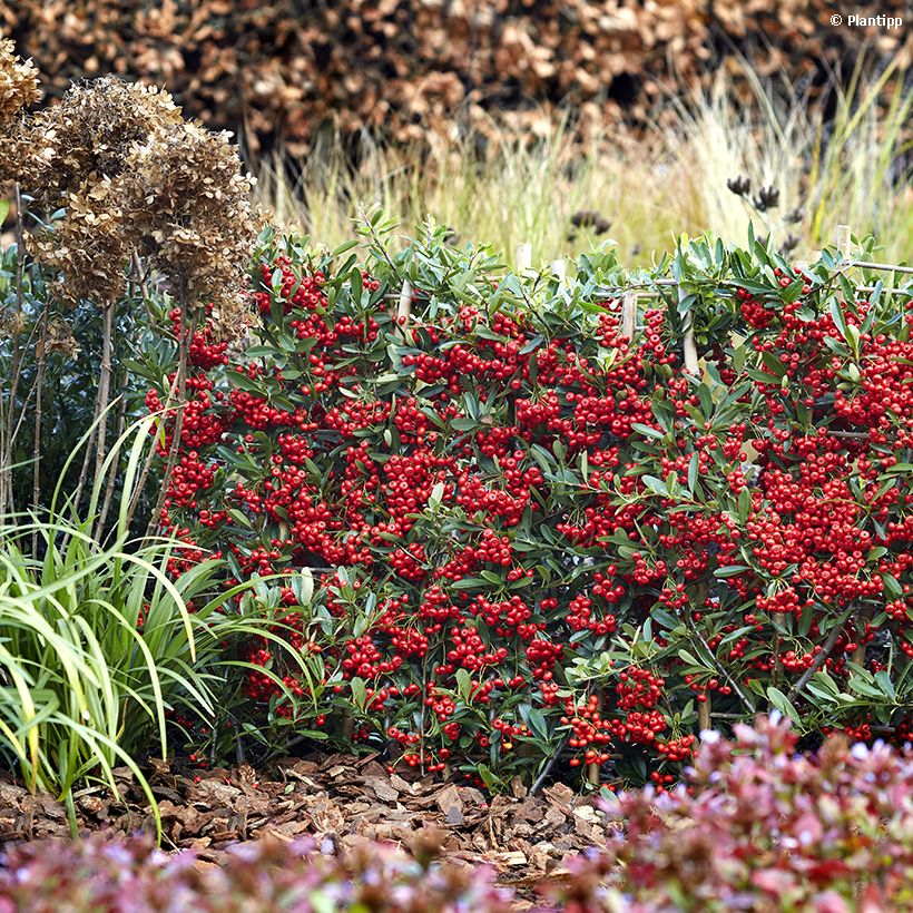 Pyracantha coccinea Red Star - Scarlet Firethorn (Plant habit)