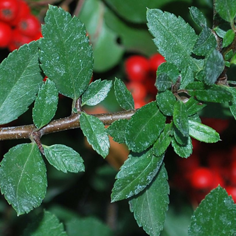 Pyracantha coccinea Red Column - Scarlet Firethorn (Foliage)