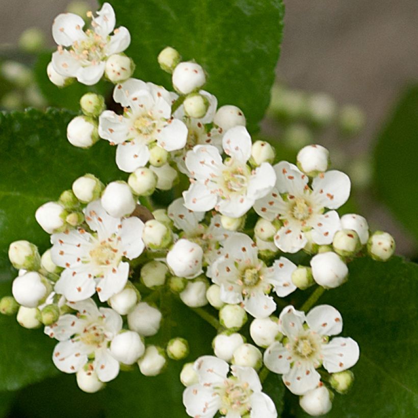 Pyracantha coccinea Red Column - Scarlet Firethorn (Flowering)