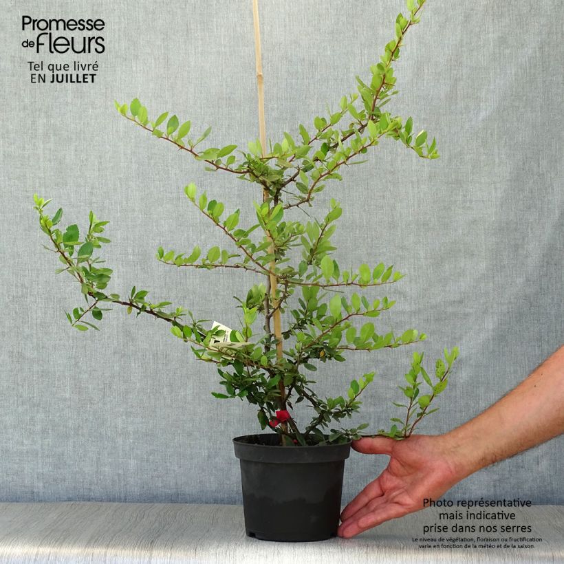 Pyracantha coccinea Red Column - Scarlet Firethorn 2L/3L pot sample as delivered in summer