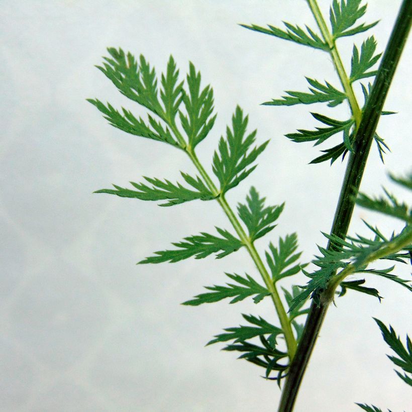 Tanacetum coccineum Robinson Rose (Foliage)