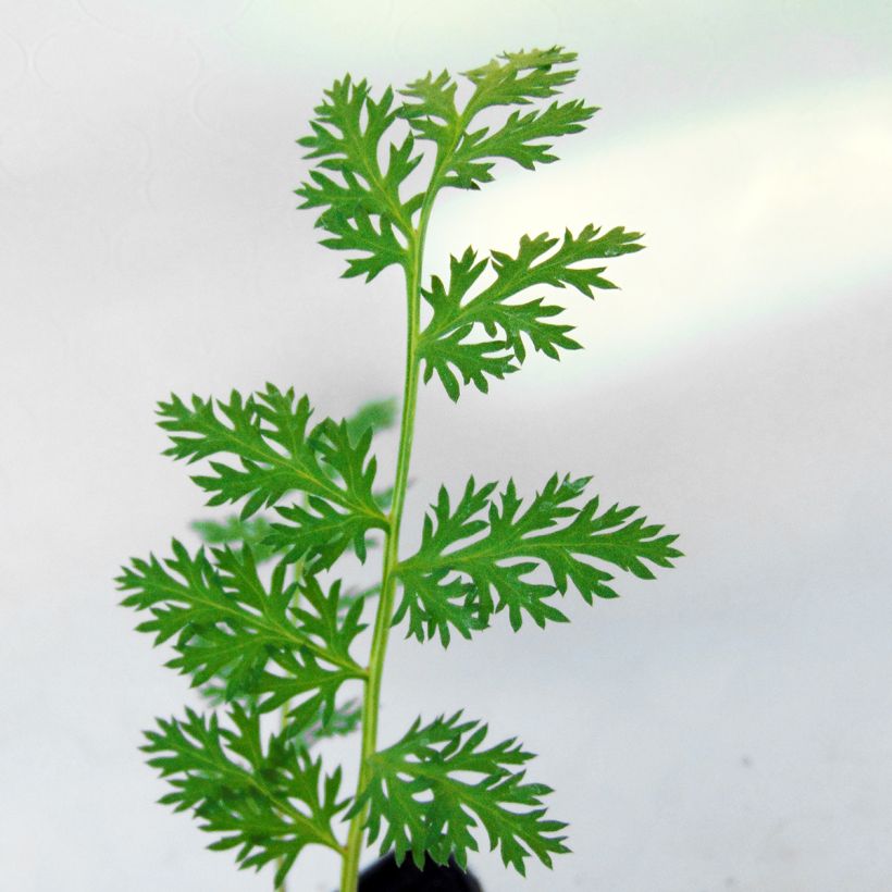 Tanacetum coccineum Robinsons Red (Foliage)