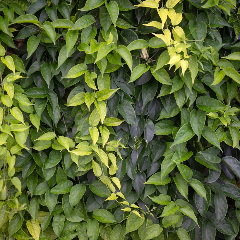 Pyrostegia venusta (Foliage)