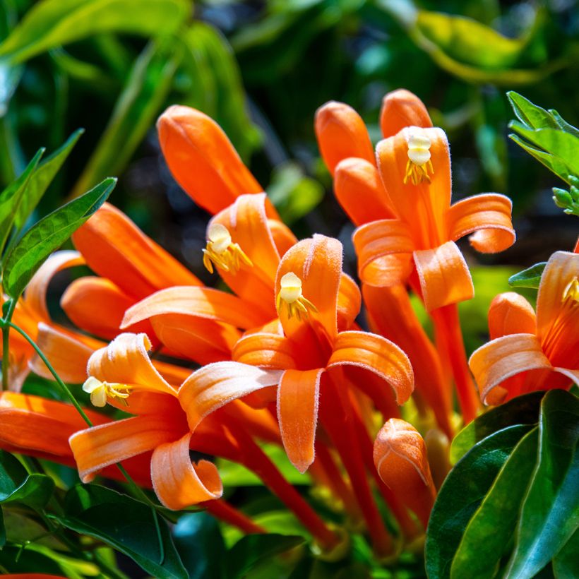 Pyrostegia venusta (Flowering)