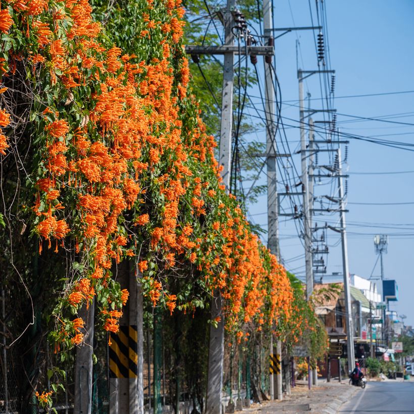 Pyrostegia venusta (Plant habit)