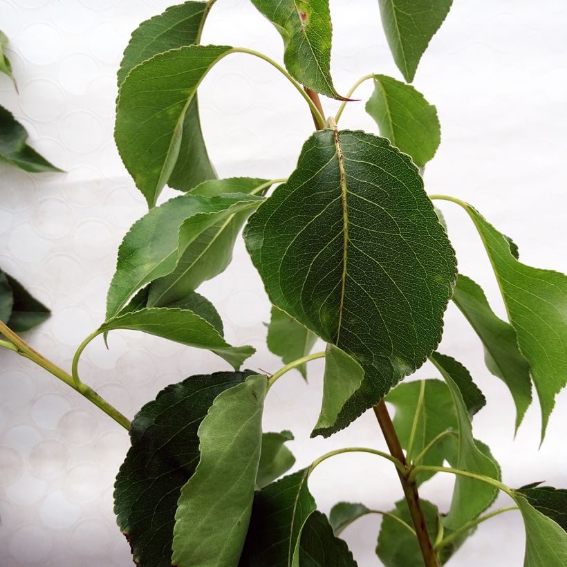 Pyrus calleryana Chanticleer - Callery Pear (Foliage)