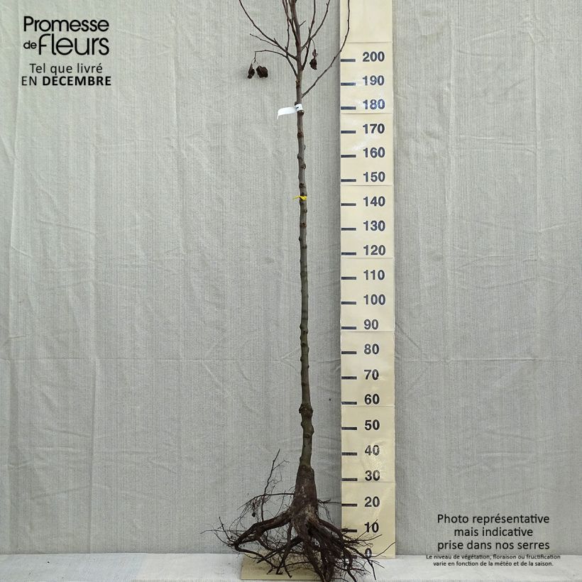 Pyrus calleryana Chanticleer - Callery Pear Bare root sample as delivered in winter