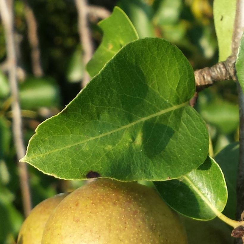 Pyrus pyraster  (Foliage)