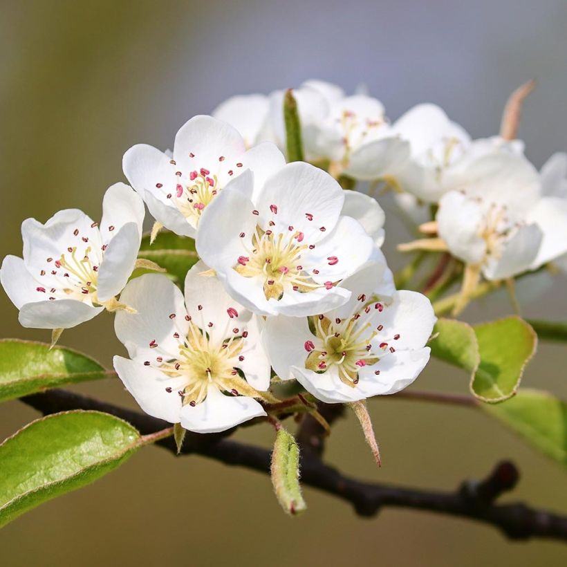 Pyrus pyraster  (Flowering)