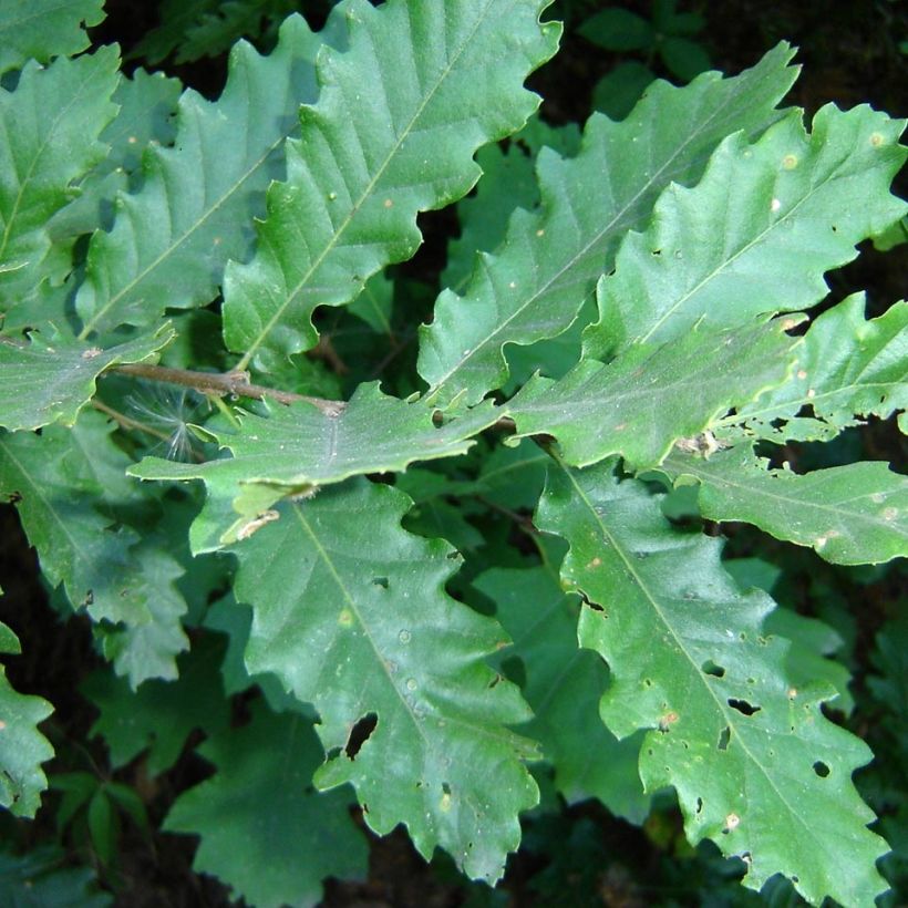 Quercus cerris (Foliage)