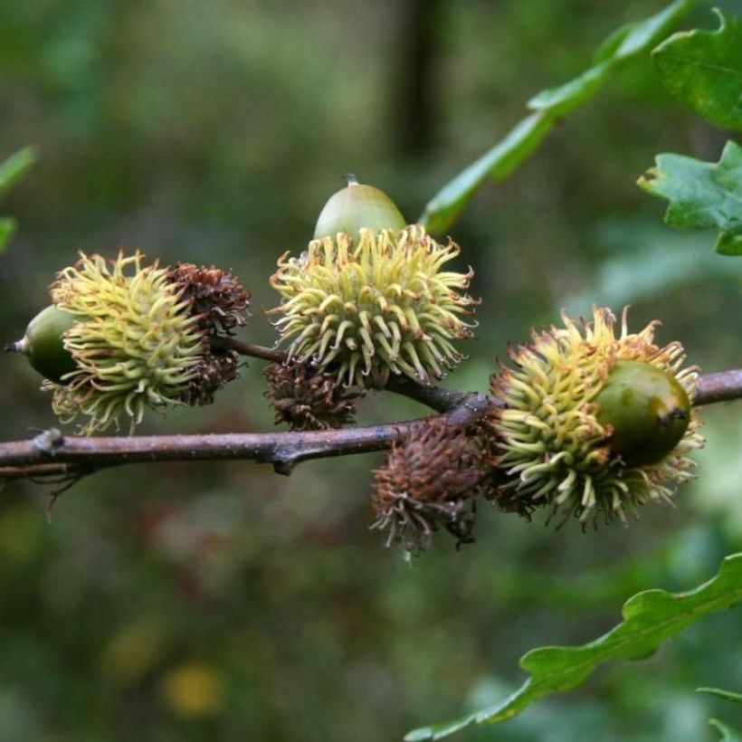 Quercus cerris (Harvest)