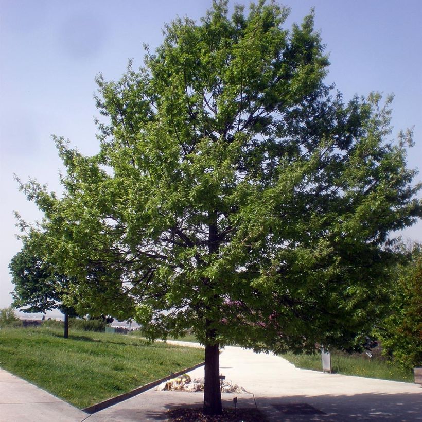 Quercus cerris (Plant habit)