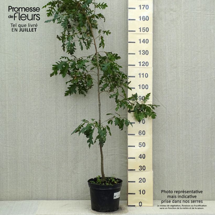 Quercus cerris 7.5L/10L pot sample as delivered in summer