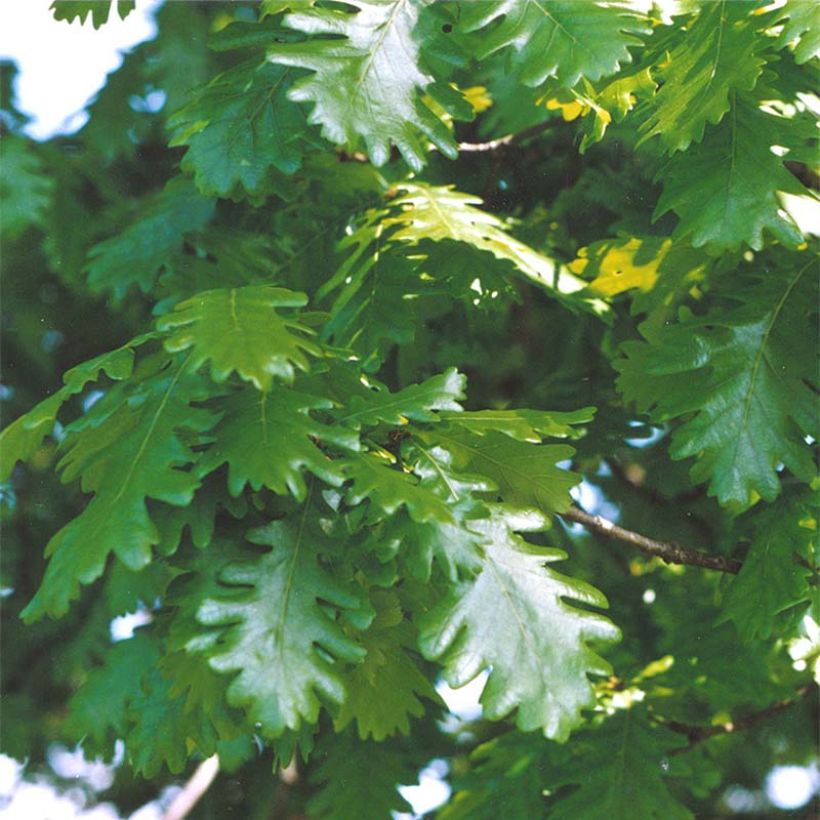 Quercus frainetto - Hungarian Oak (Foliage)