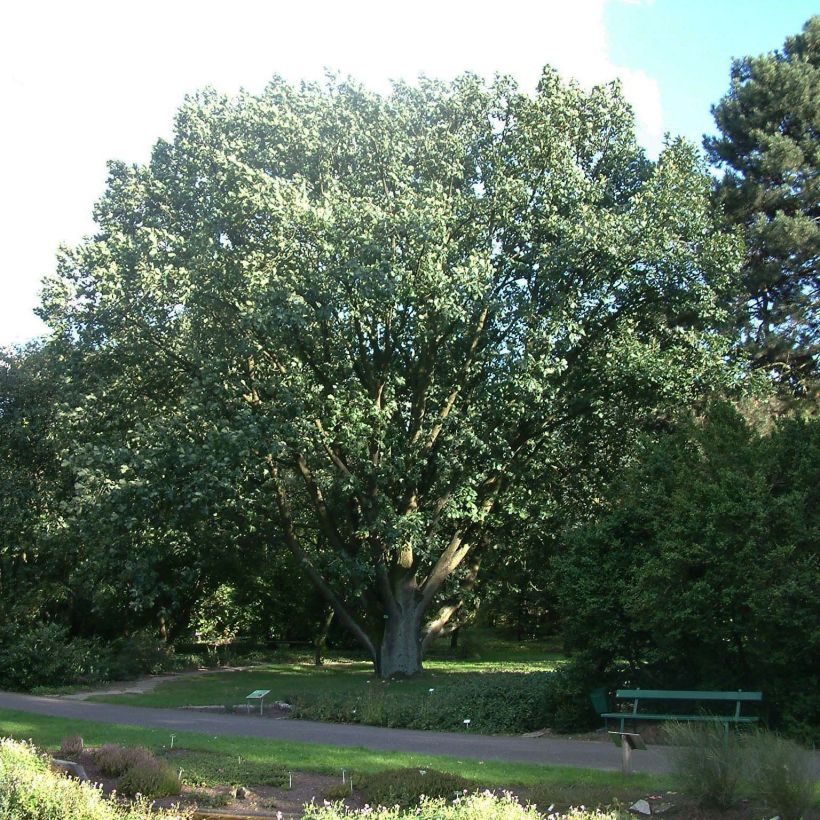 Quercus frainetto - Hungarian Oak (Plant habit)