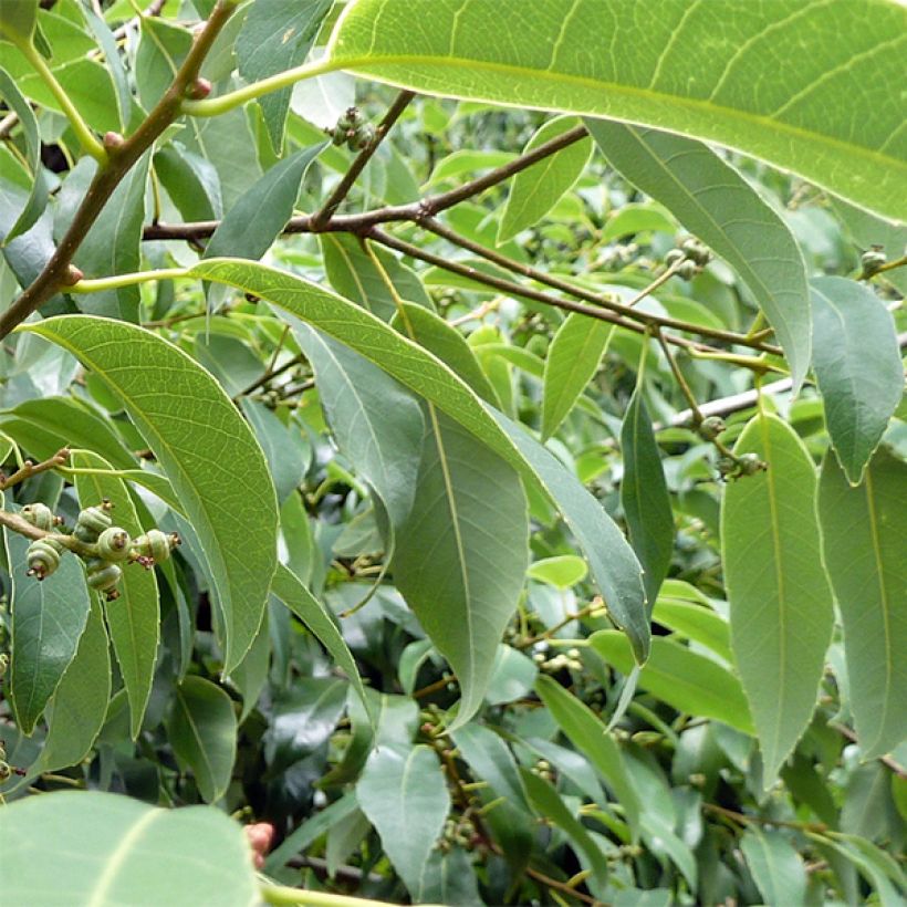 Quercus myrsinifolia (Foliage)