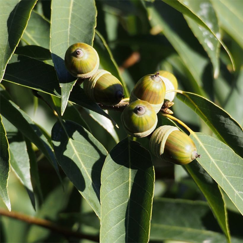 Quercus myrsinifolia (Harvest)