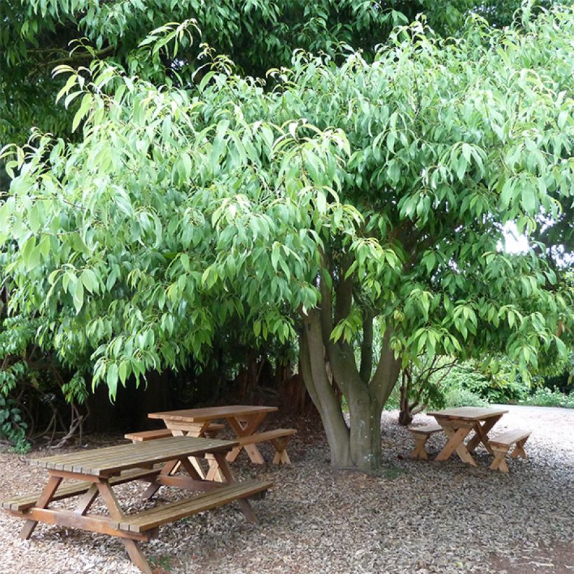 Quercus myrsinifolia (Plant habit)