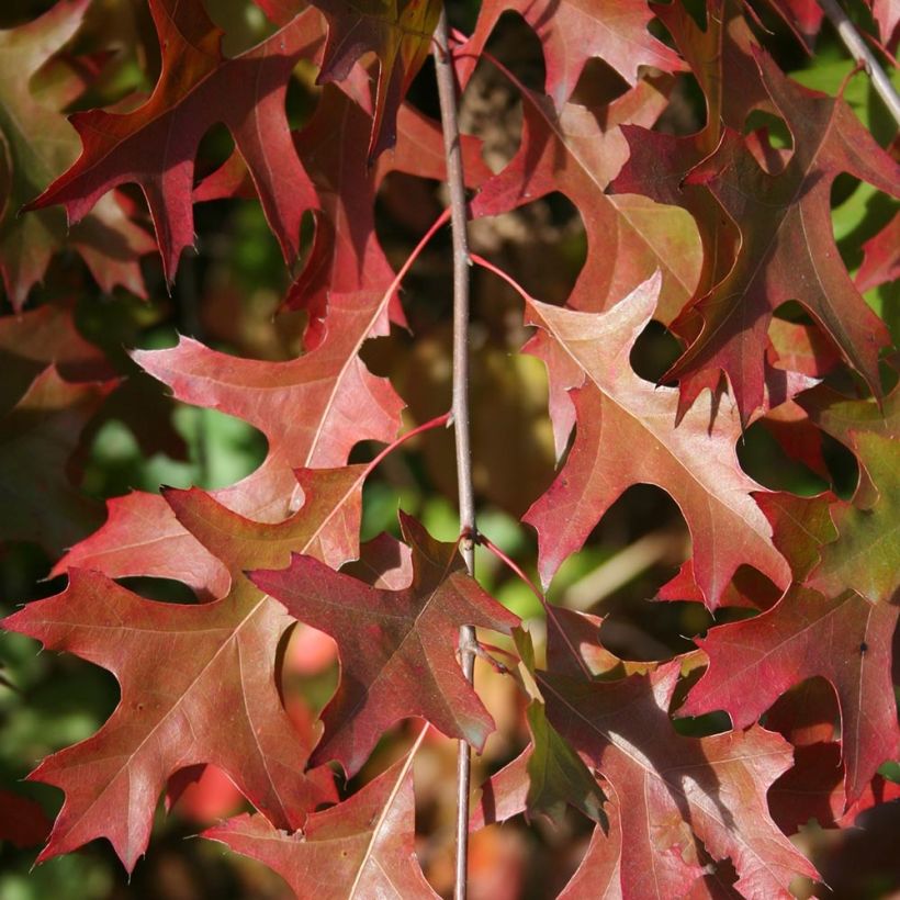 Quercus palustris Isabel - Pin Oak (Foliage)