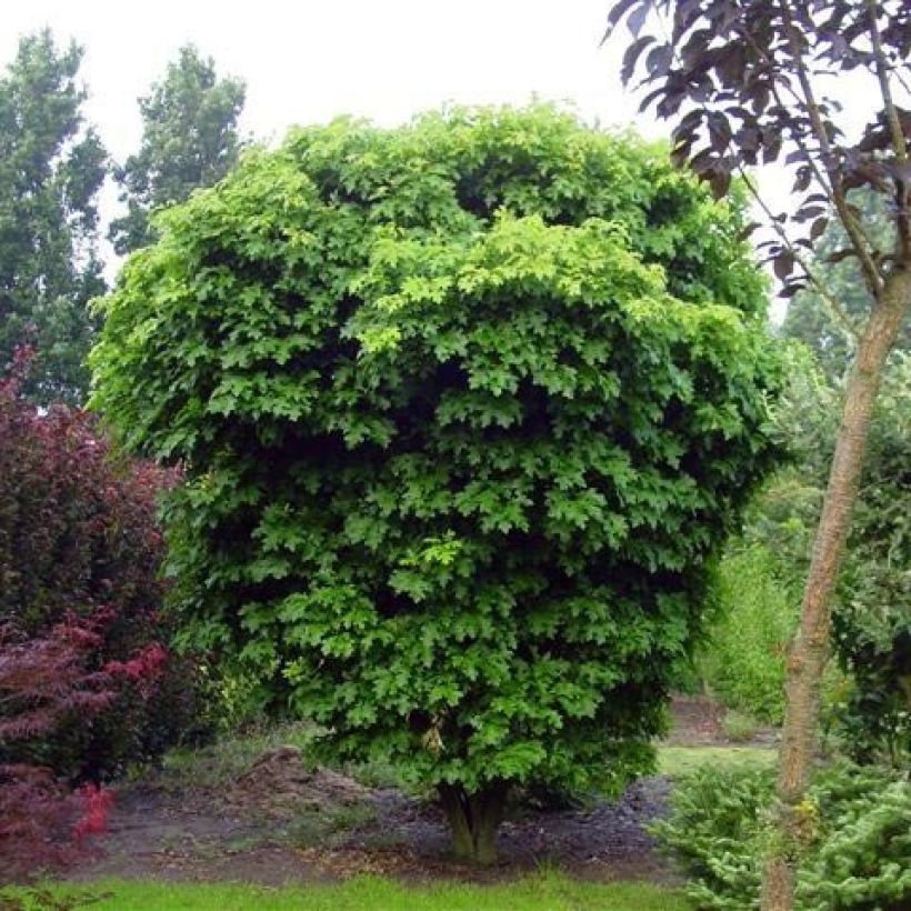 Quercus palustris Isabel - Pin Oak (Plant habit)