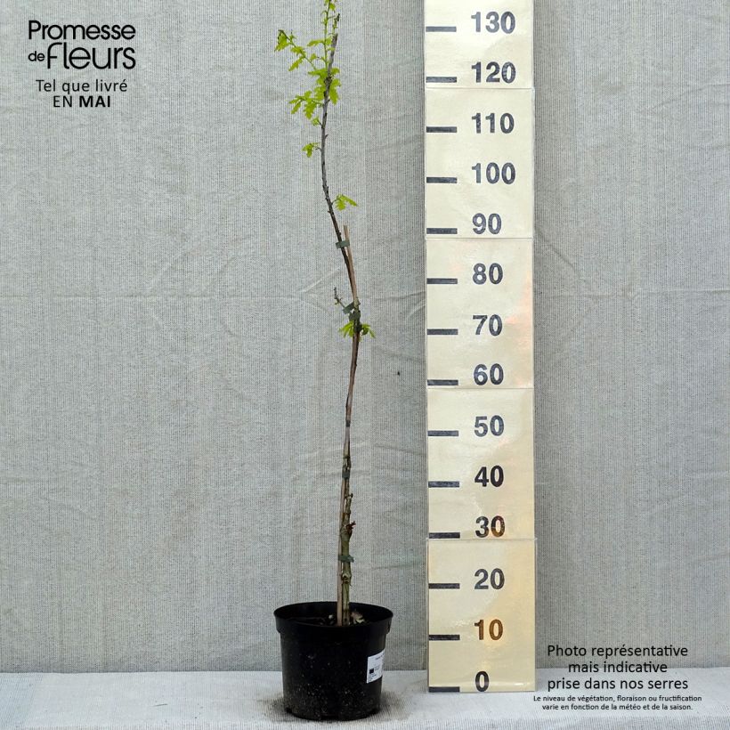 Quercus robur Concordia - English Oak sample as delivered in spring