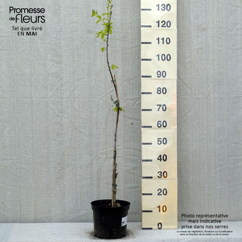 Quercus robur Concordia - English Oak 4L/5L pot sample as delivered in spring