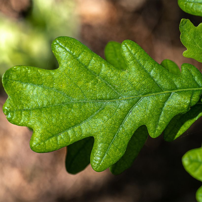 Quercus robur Fastigiata - English Oak (Foliage)