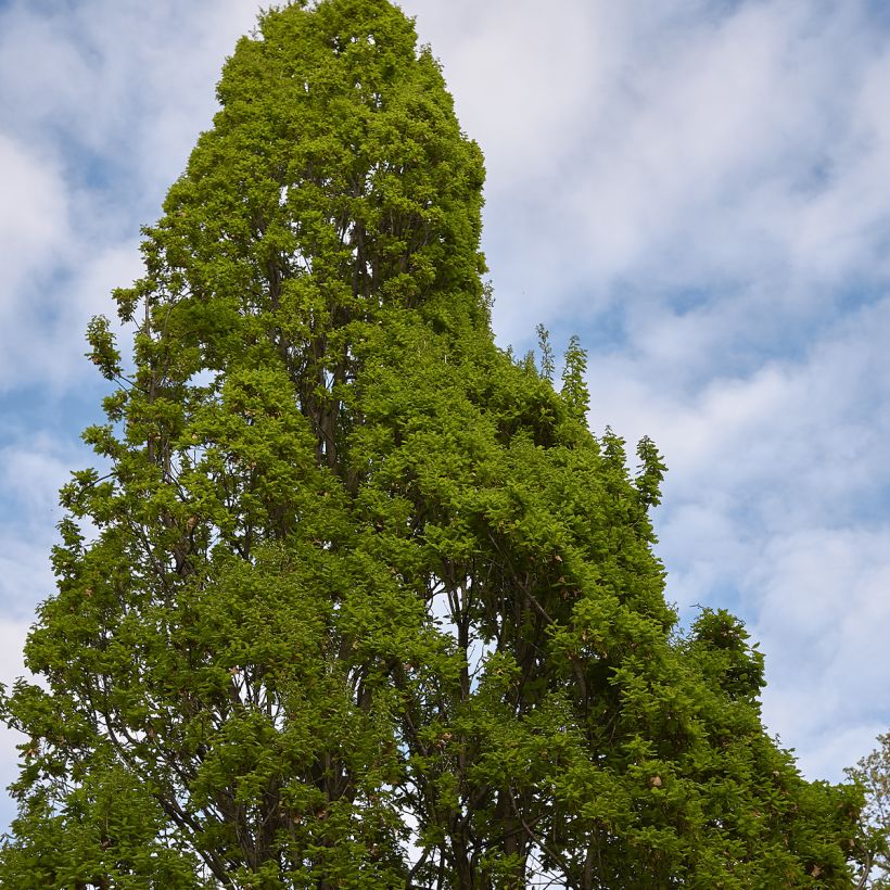 Quercus robur Fastigiata - English Oak (Plant habit)