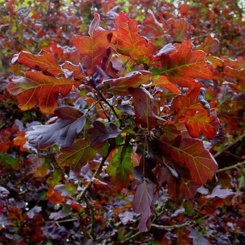 Quercus robur Purpurascens - English Oak (Foliage)