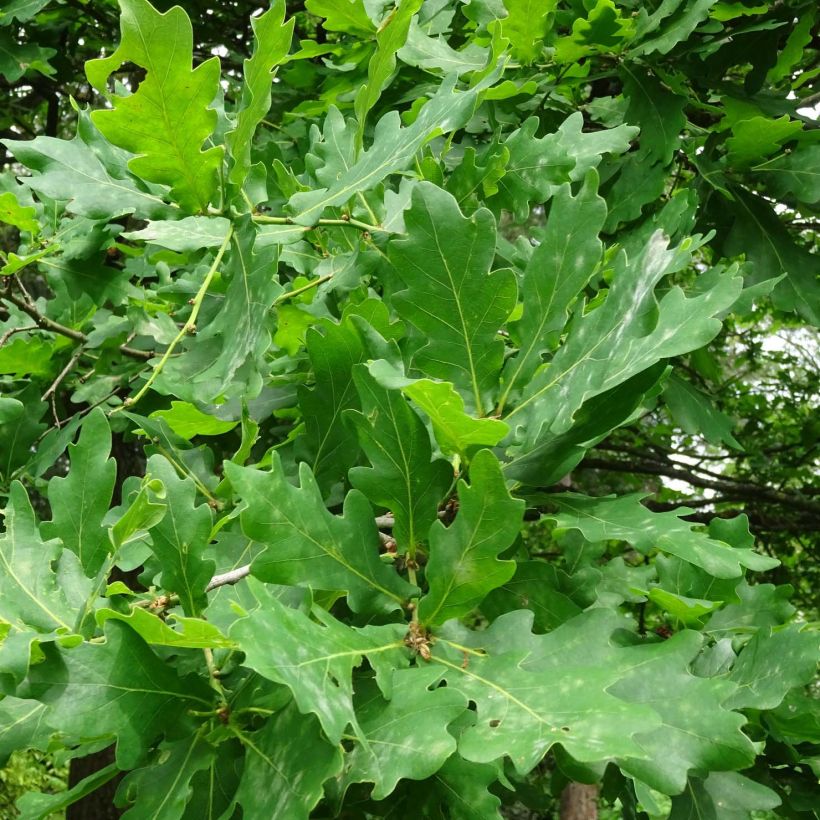 Quercus robur - English Oak (Foliage)