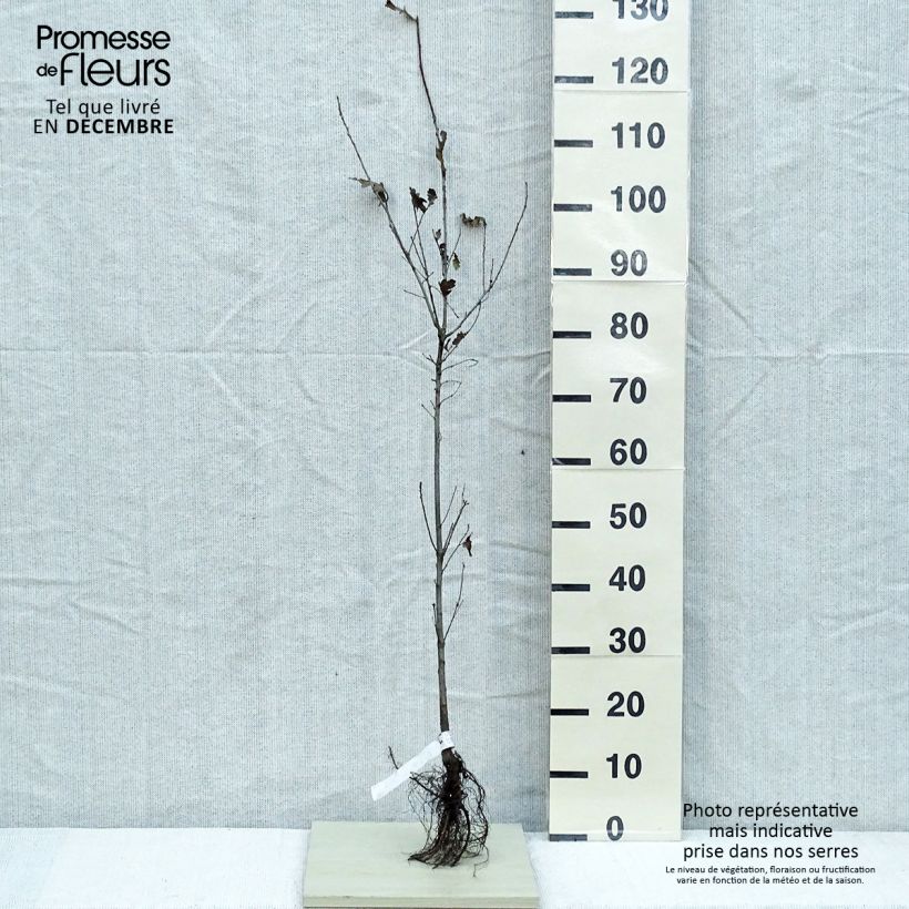 Quercus robur - English Oak Bare root sample as delivered in winter
