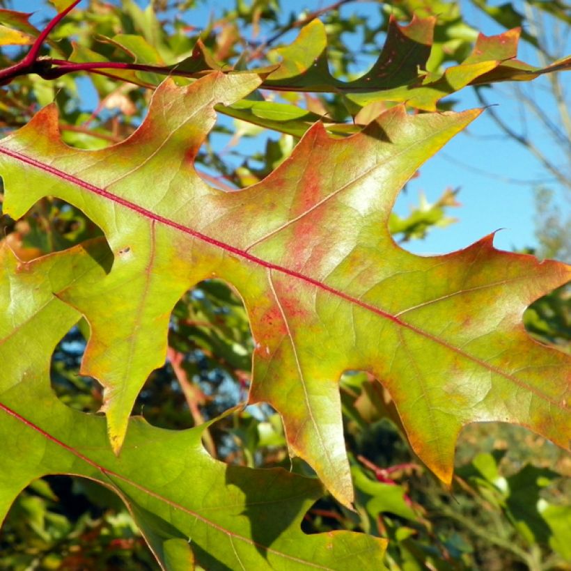 Quercus rubra - Red Oak (Foliage)