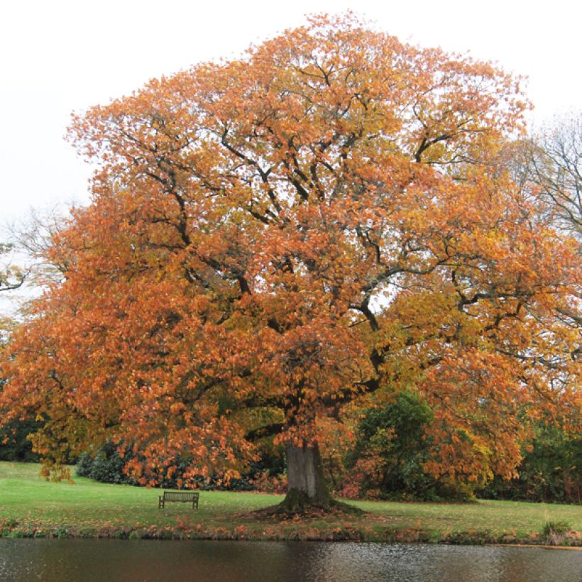 Quercus rubra - Red Oak (Plant habit)