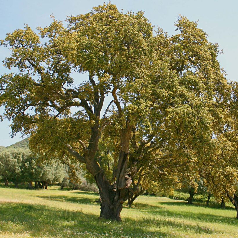 Quercus suber - Cork Oak (Plant habit)