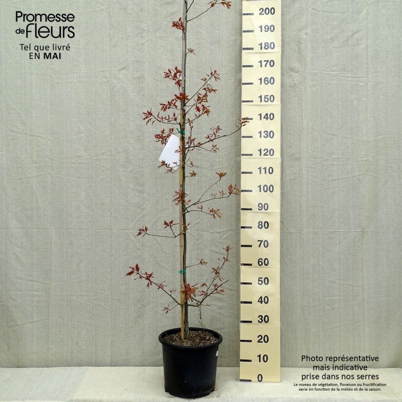 Quercus texana (nuttallii) New Madrid sample as delivered in spring