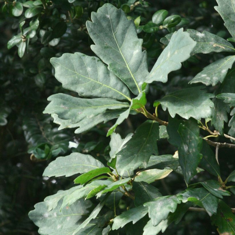 Quercus turneri Spencer Turner - Hybrid Oak (Foliage)