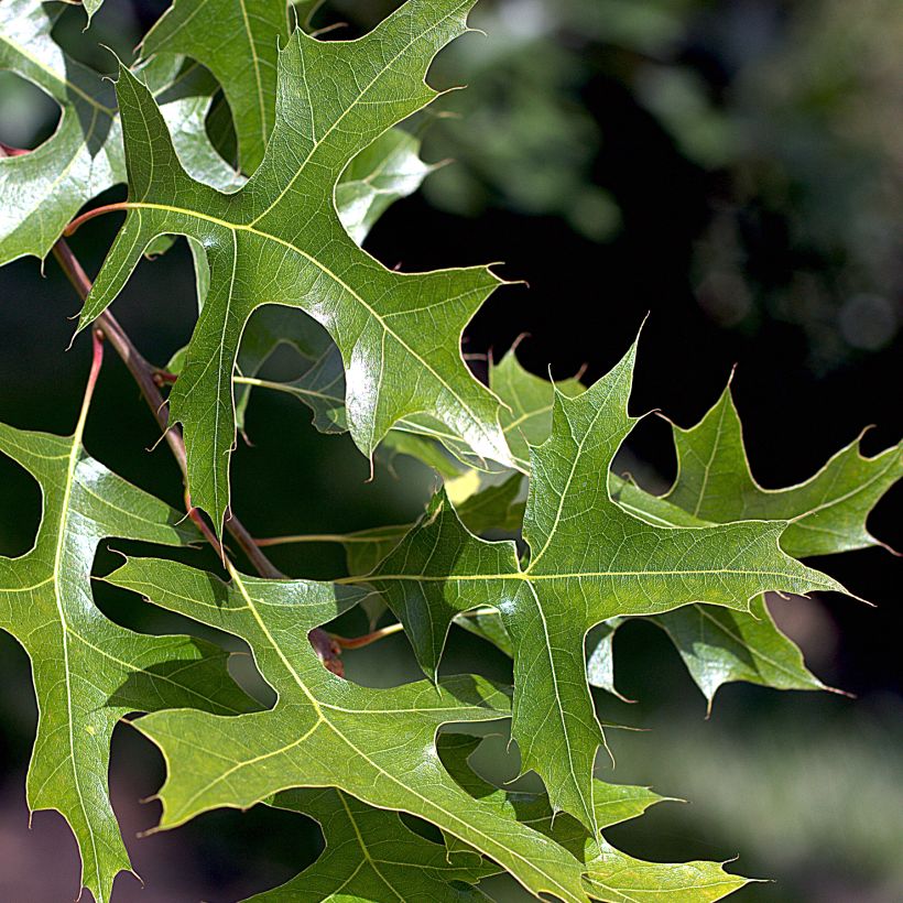 Quercus palustris - Pin Oak (Foliage)