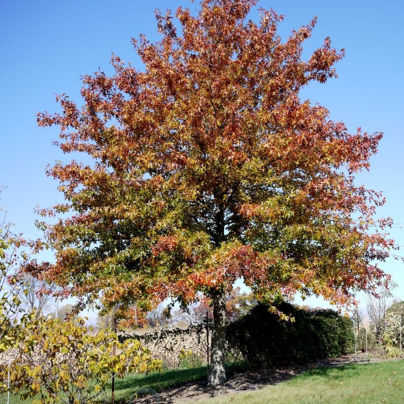 Quercus palustris - Pin Oak (Plant habit)