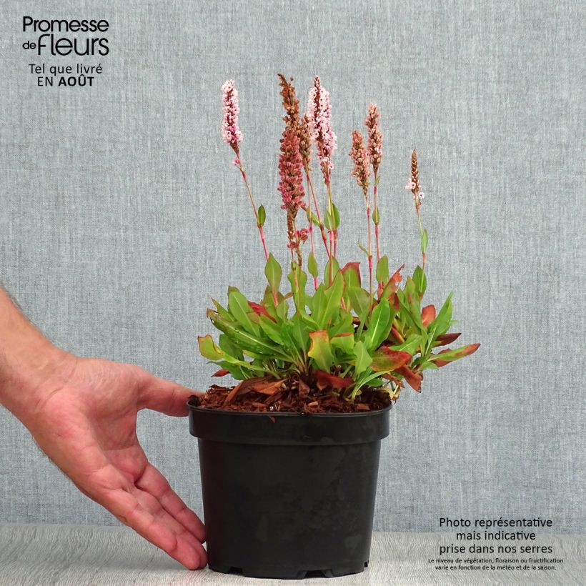 Persicaria affinis Kabouter 2L/3L pot sample as delivered in summer