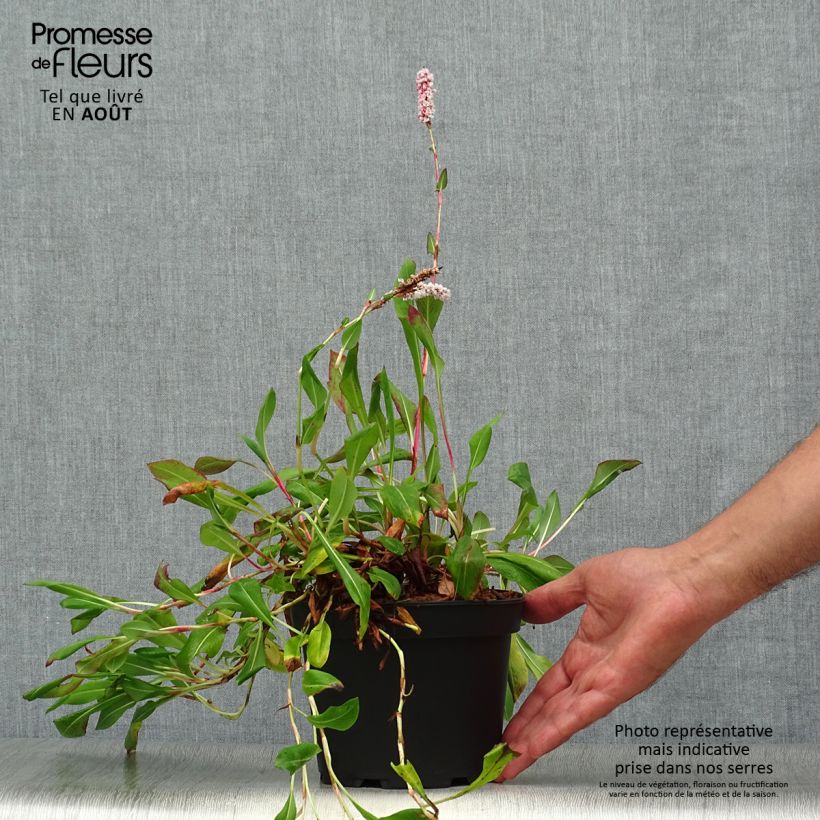 Persicaria affinis Donald Lowndes 2L/3L pot sample as delivered in summer
