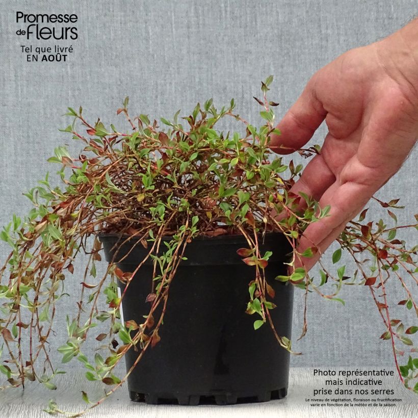 Persicaria vacciniifolia - Knotweed 2L/3L pot sample as delivered in summer