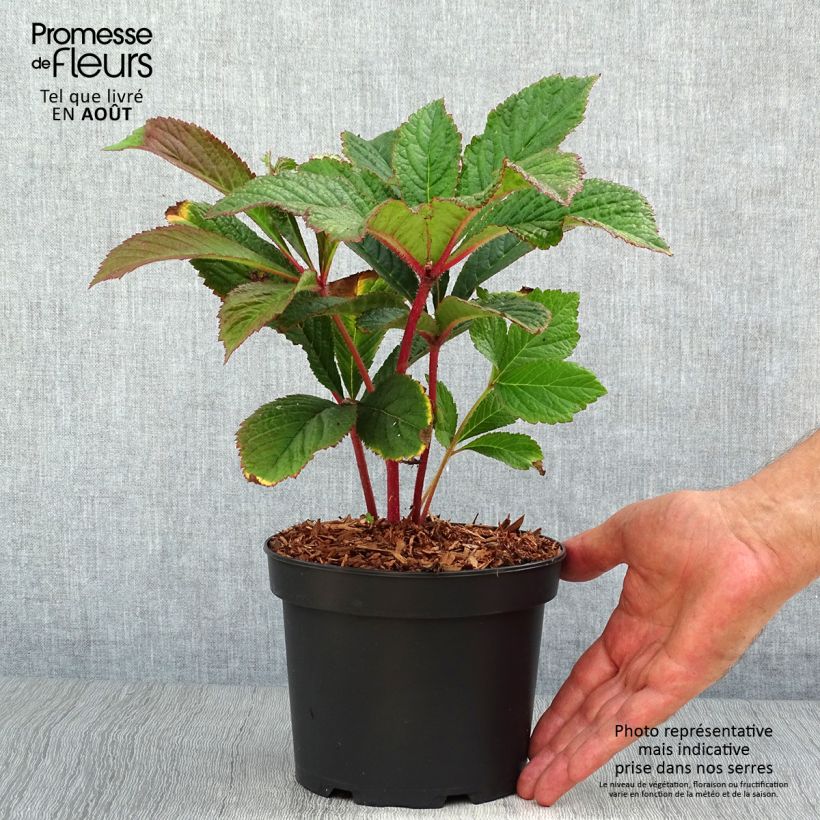Rodgersia pinnata Bronze Peacock 2L/3L pot sample as delivered in summer