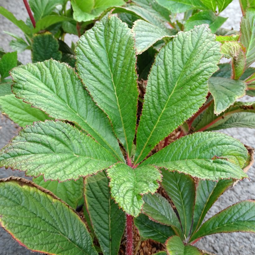 Rodgersia pinnata Bronze Peacock (Foliage)