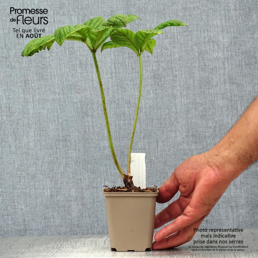 Rodgersia La Blanche 8/9 cm pot sample as delivered in summer