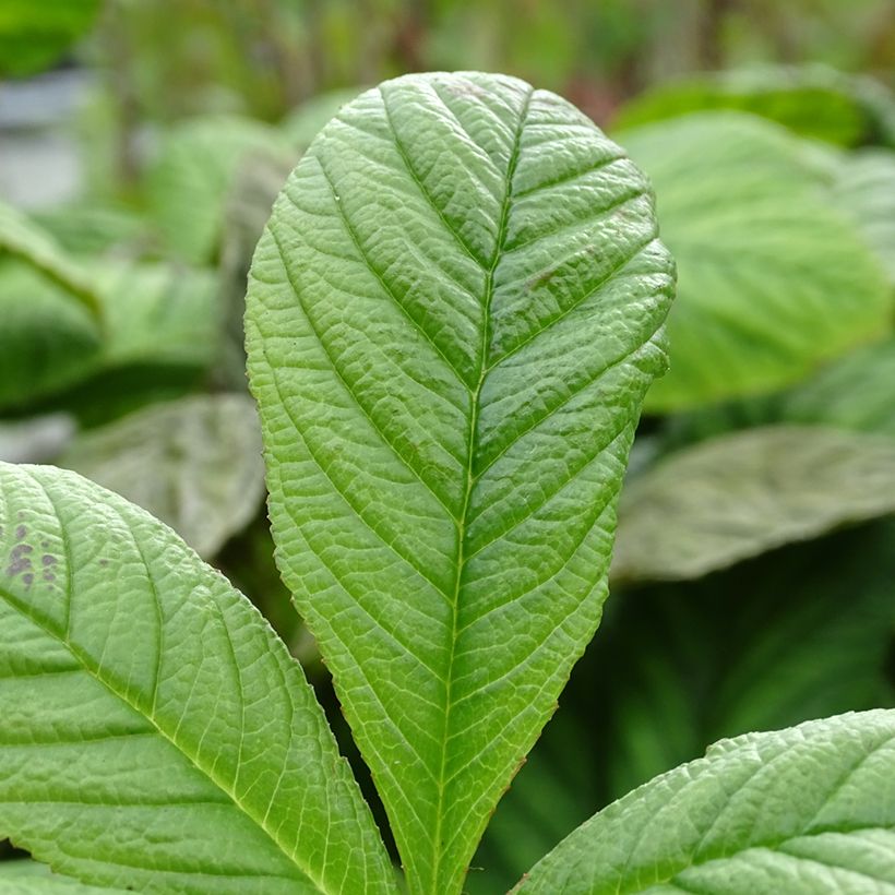 Rodgersia La Blanche (Foliage)