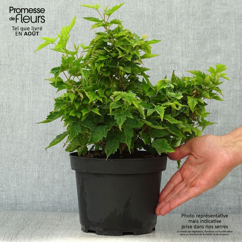 Rubus spectabilis Olympic Double 3L/4L pot sample as delivered in summer