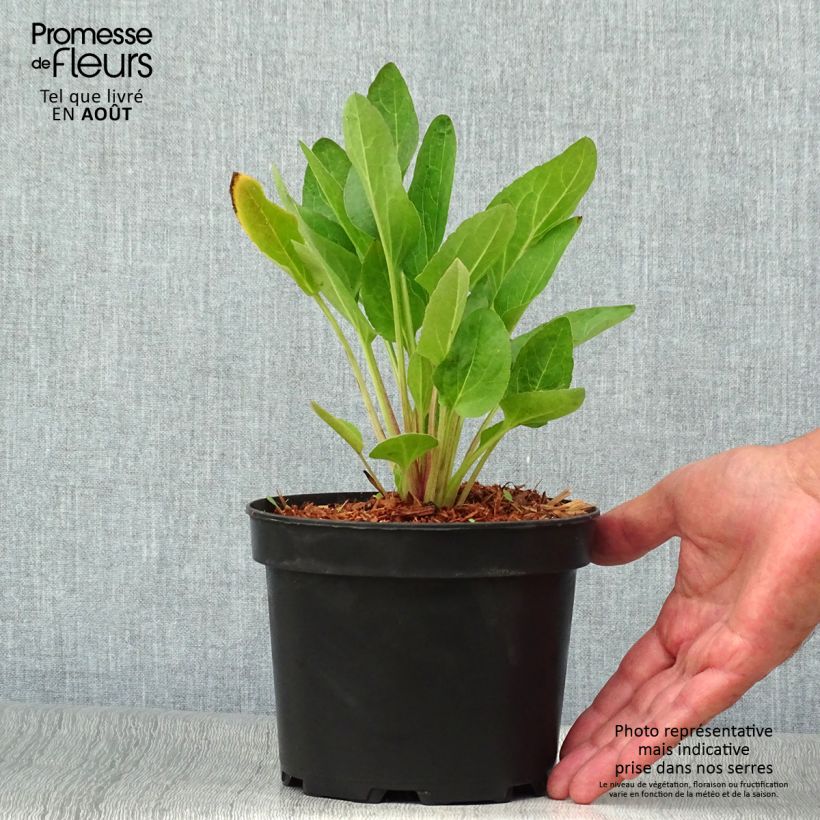 Rudbeckia occidentalis Green Wizard 2L/3L pot sample as delivered in summer