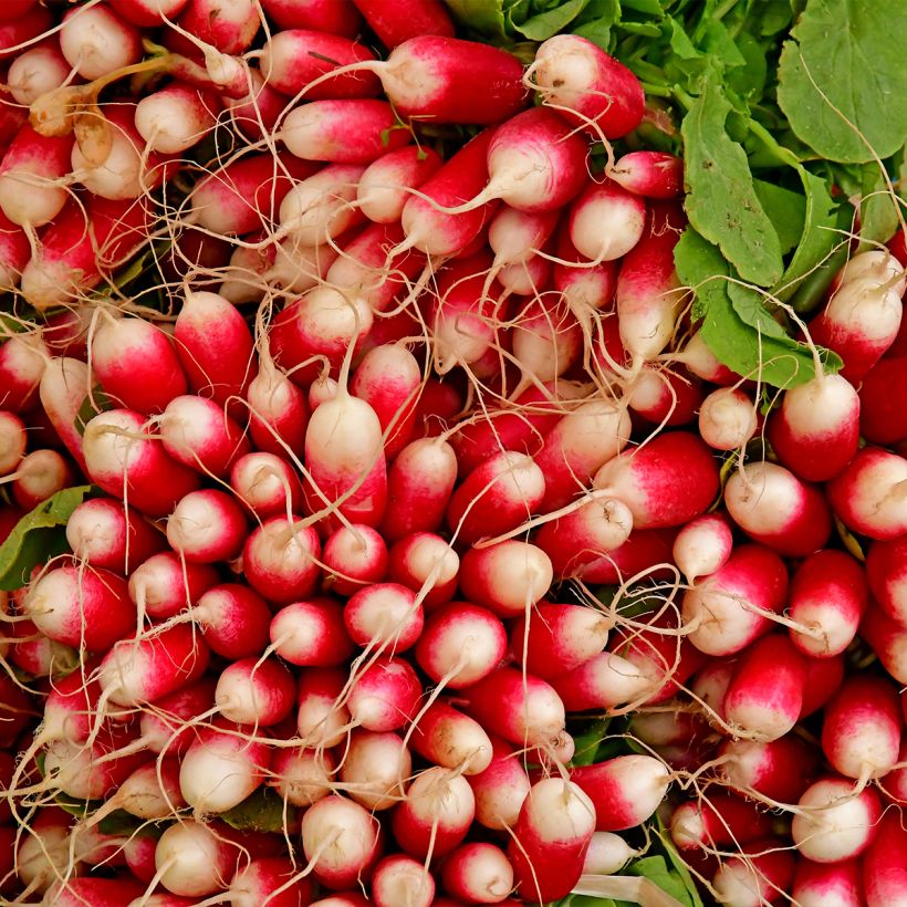 Radish De 18 Jours (Harvest)