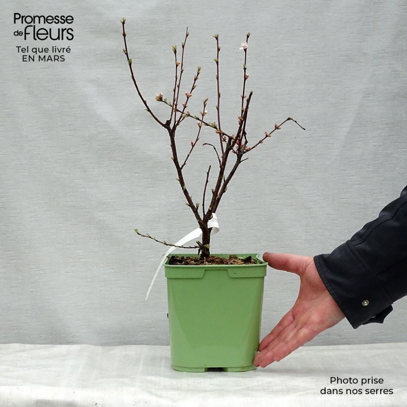 Prunus tomentosa - Nanking Cherry sample as delivered in spring