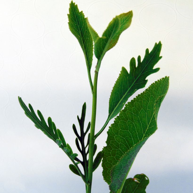 Horseradish - Armoracia rusticana - German Mustard (Foliage)